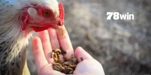 Cách Vô Mồi Cho Gà Đá Cựa Sắt 78win